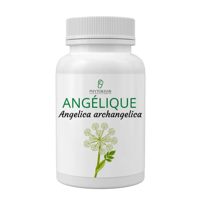 angelica angelica